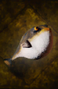 Pypherfish.png