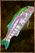 Raw Rainbow Trout.png