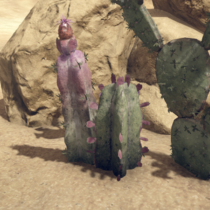 Cactus.png