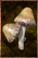 Grilled Mushroom.png
