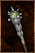Withering Pole Mace.png