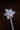 Forged Glass Greatmace.png