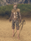 Looter Set.png